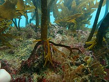 The species is often found living on kelp such as Ecklonia radiata Common Kelp Ecklonia radiata at Cape Rodney-Okakari Point Marine Reserve (2).jpg