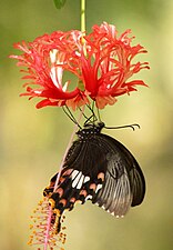 Papilio polytes (Common Mormon)