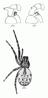 <i>Dictyna volucripes</i> Species of arachnid