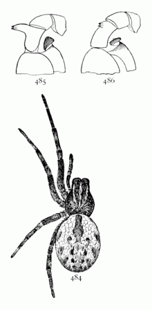 עכבישים נפוצים U.S. 484-6 Dictyna volucripes.png