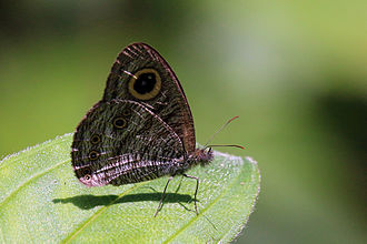 Y. b. selinuntius
Sabah, Borneo, Malaysia Common fivering (Ypthima baldus selinuntius).jpg