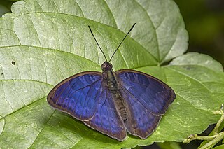 <i>Euriphene barombina</i> Species of butterfly