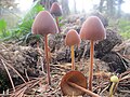 Vignette pour Conocybe pubescens