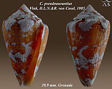 Conus pseudoaurantius 2.jpg