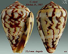 Conus xicoi 1.jpg