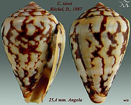 Conus xicoi