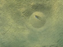 Male Copadichromis (probably C. azureus) guarding his nest-site in Lake Malawi Copadichromis cf. azureus.jpg