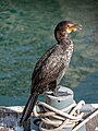 * Nomination Cormorant sitting on a mooring bollard in the Port of Cape Town --MB-one 13:12, 17 November 2018 (UTC) * Promotion  Support Good quality. The brighter part on the upper right corner is a bit distracting, maybe you could darken it a bit (e. g. using a gradient filter) --Basotxerri 18:18, 17 November 2018 (UTC)  Done --MB-one 11:22, 18 November 2018 (UTC)