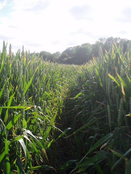 File:Cornfield - geograph.org.uk - 190272.jpg