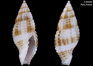 <i>Costapex margaritatus</i> Species of gastropod