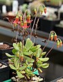 Cotyledon eliseae 01.jpg