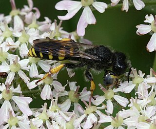 <i>Crabro cribrarius</i> species of insect