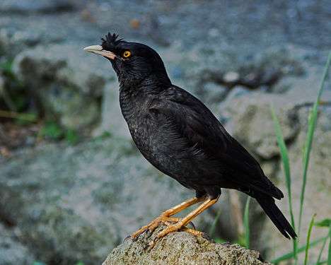 Crested myna, taken at Osaka Japan.