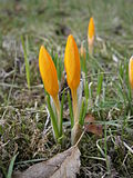 Miniatura para Crocus ancyrensis