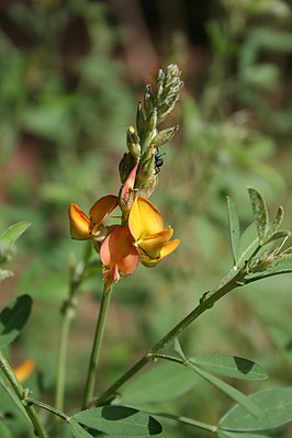 Infiorescenza di Crotalaria naragutensis