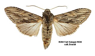 <i>Cucullia boryphora</i> Species of moth