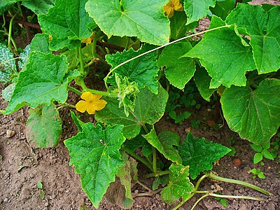 Cucumis sativus Habitus