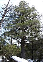 Tree at Chiricahua National Monument, Arizona