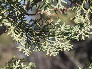 <i>Cupressus macnabiana</i> Species of conifer