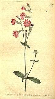 <i>Silene bellidifolia</i> Species of plant