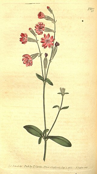 <i>Silene bellidifolia</i> Species of plant