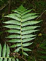 Cyathea dregei, frond-bosy, Iphithi NR.jpg