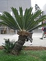 Cycas revoluta