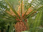 Cycas rumphii FemaleFertileLeaves BotGardBln0806b. 
 JPG