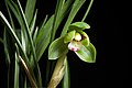 Cymbidium goeringii