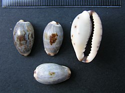 Cypraea gracilis (9271282523)