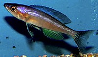 Cyprichromis leptosoma