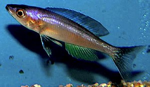 Cyprichromis leptosoma