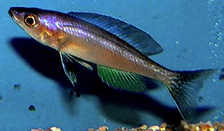 <i>Cyprichromis</i> Genus of fishes