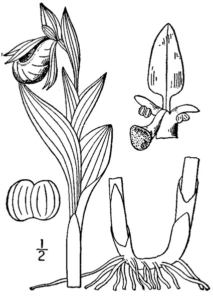 File:Cypripedium candidum illustration 01.tif