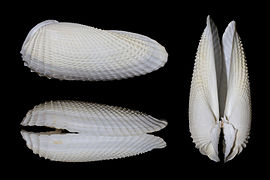 Cyrtopleura costata (Myida).