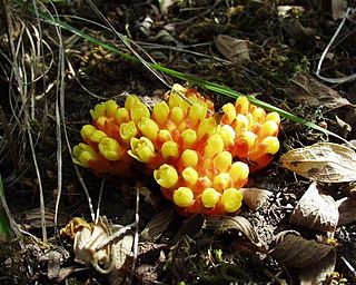 Cytinaceae Family of flowering plants