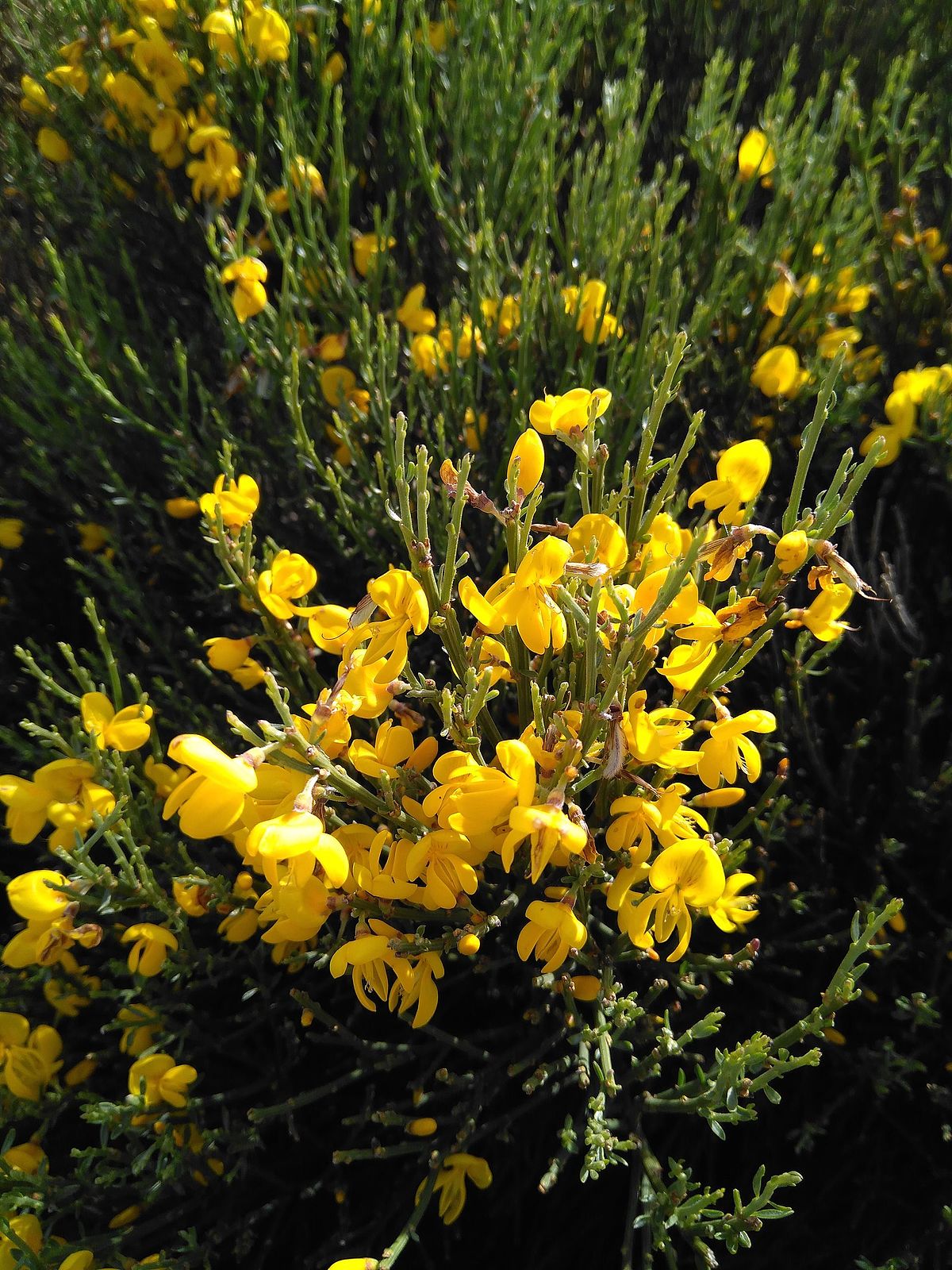 Category:Cytisus oromediterraneus - Wikimedia Commons