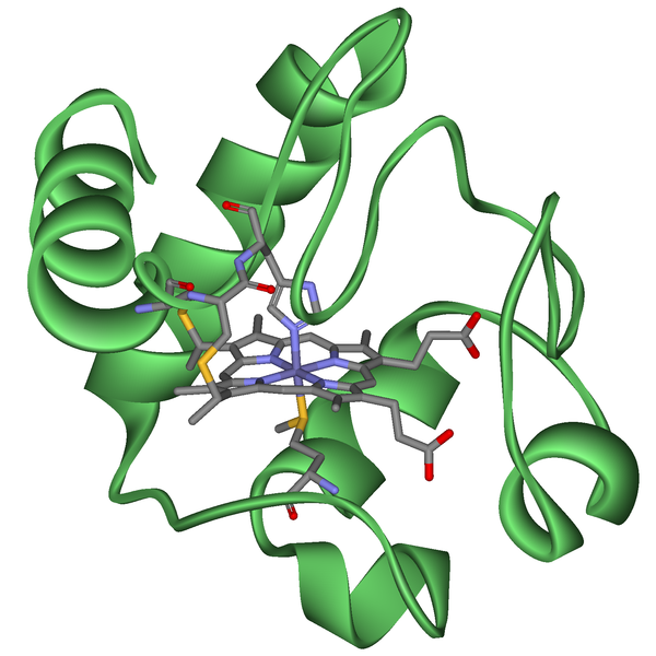 CVytochrom c