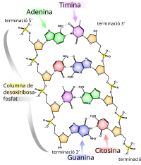 DNA chemical structure