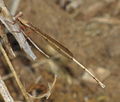 Unidentified Damesfly from Thatikkatavu, Kannur