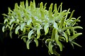 Dendrobium speciosum var. curvicaule