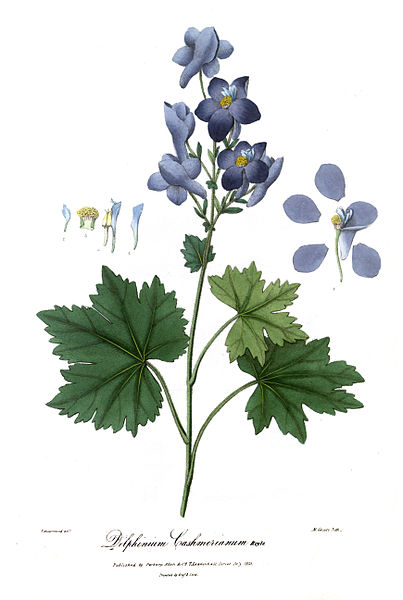 File:DelphiniumRoyle.jpg