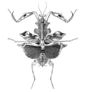 <i>Deroplatys sarawaca</i> Species of praying mantis