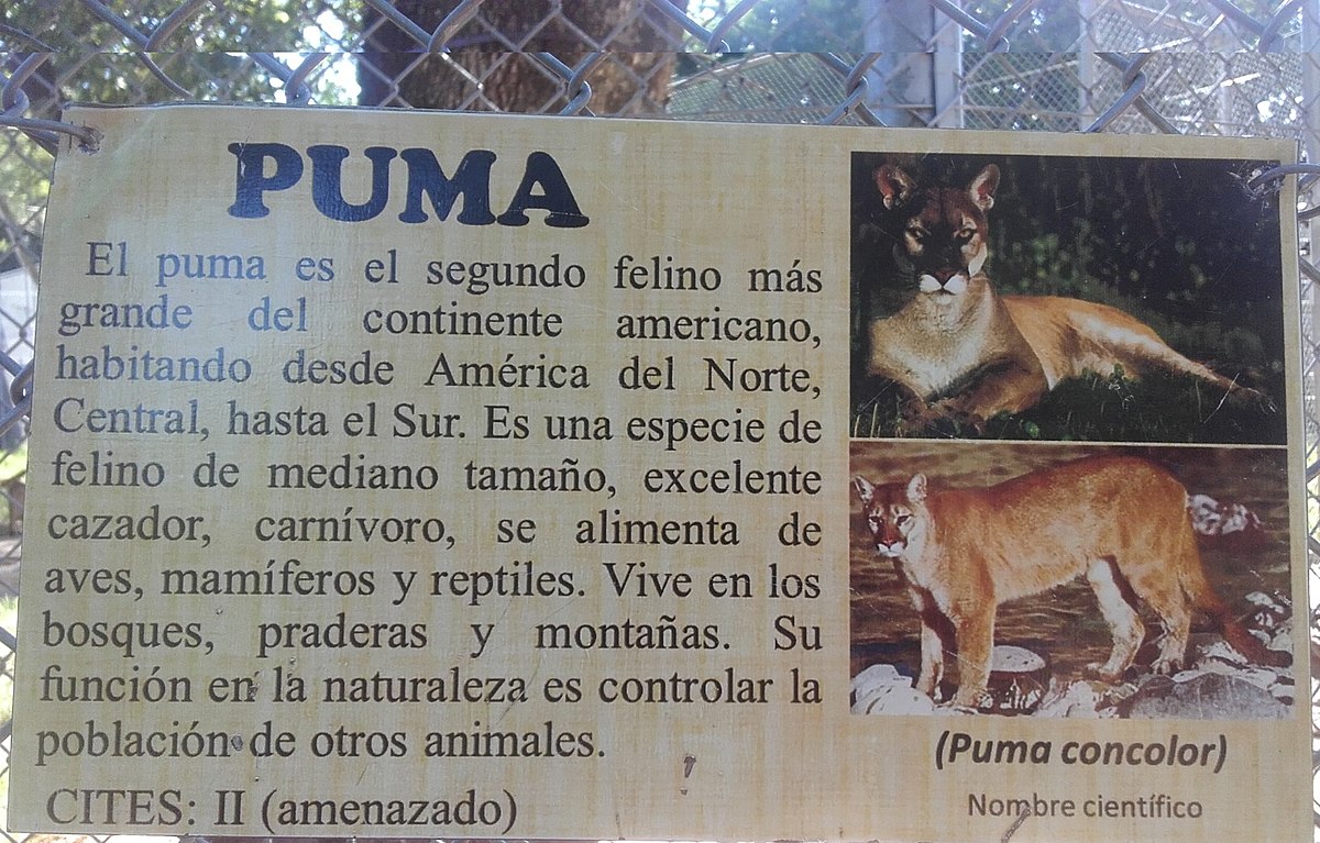 puma de que se alimenta