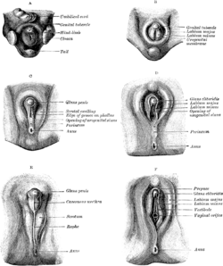 Development of external sexual organs in the male and female Gray1119.png