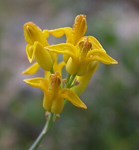 Ehrendorferia chrysantha