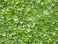 Dichondra Repens.jpg