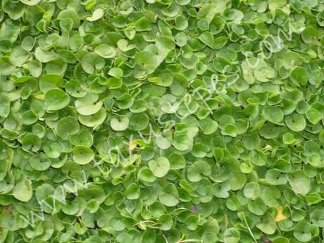 Dichondra