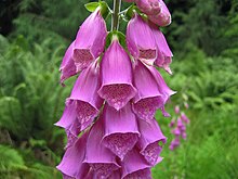 Digitalis purpurea.jpg