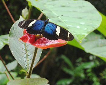 A Sara Longwing on the Pipeline Road (along the Canal) in Panamá